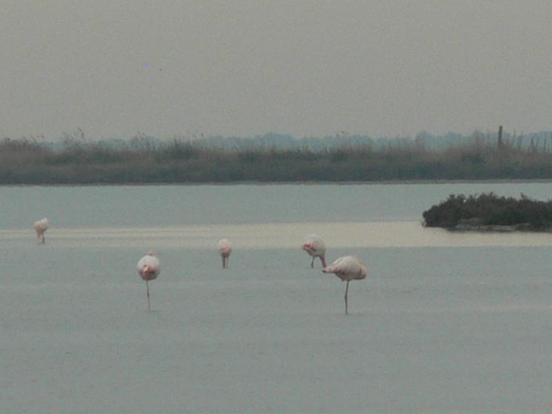 2008_12_Camargue_04 Les Saintes Maries_33.jpg